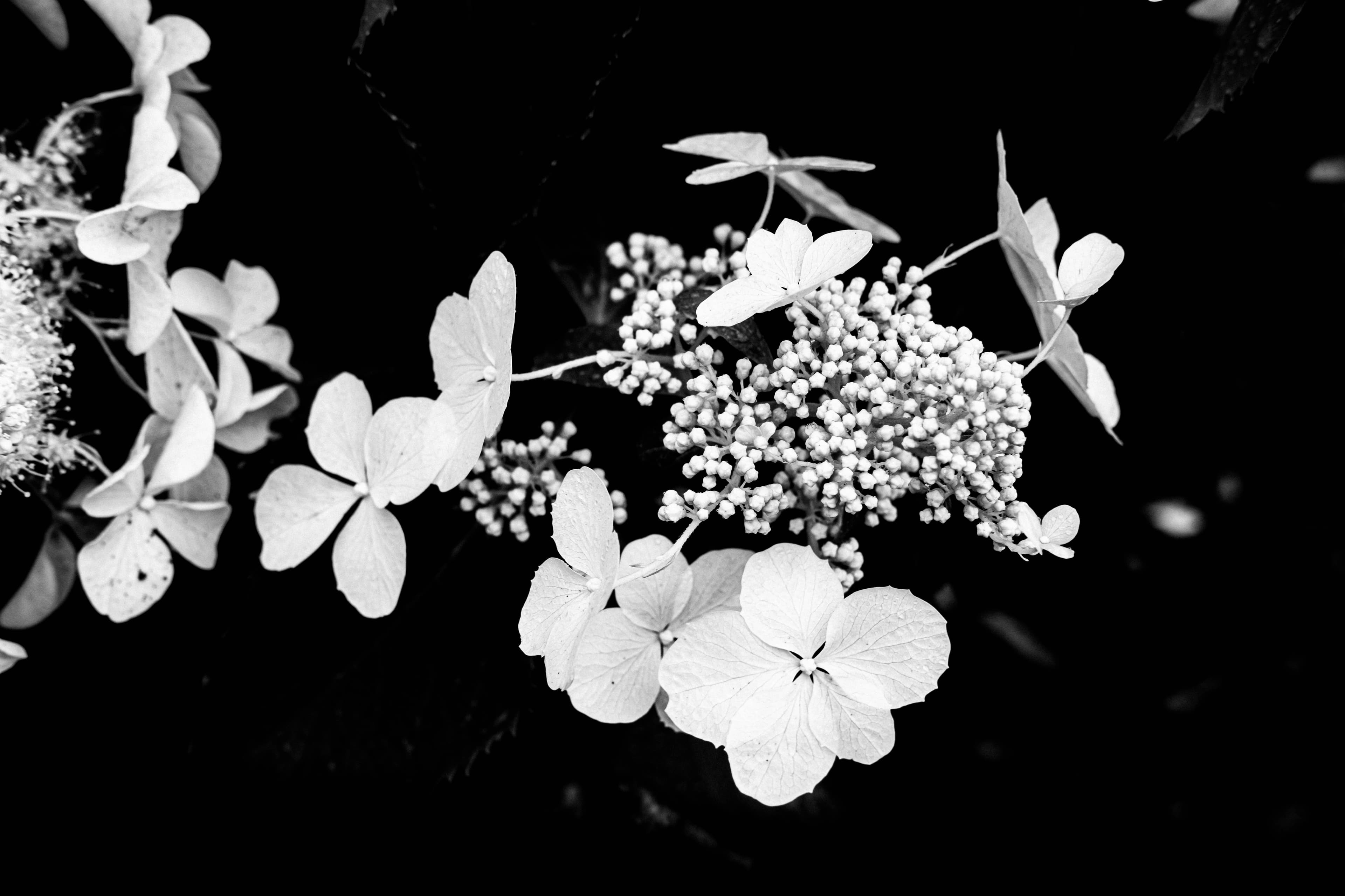 Flowers2