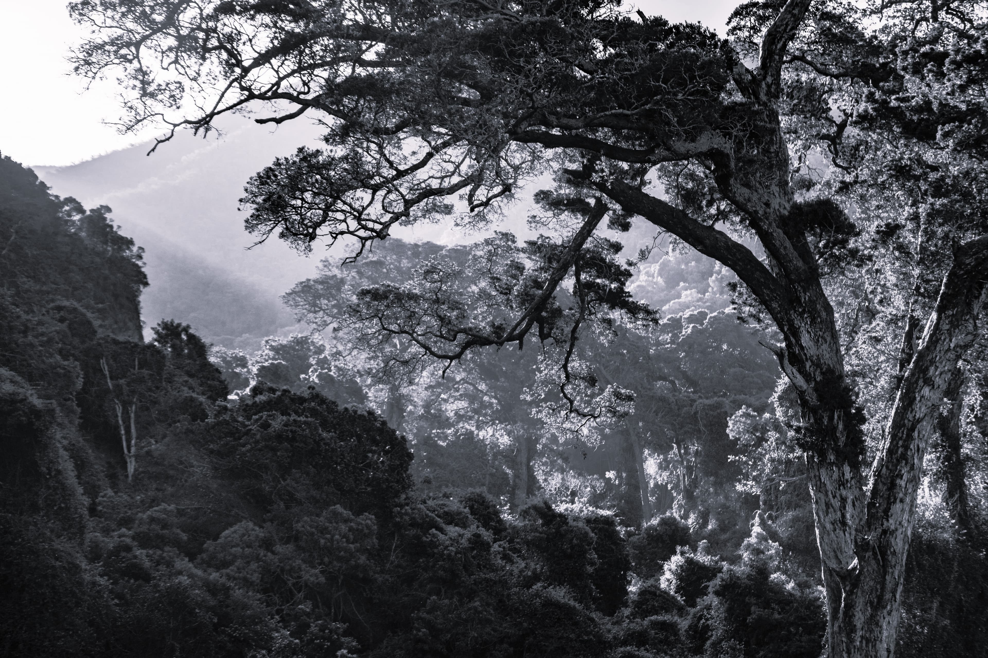 Forest